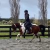 Horse image