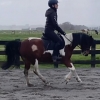 Horse image