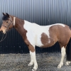 Horse image