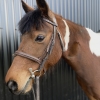 Horse image