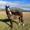 Horse image