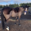 Horse image