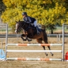 Horse image
