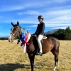 Horse image