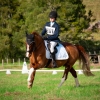 Horse image