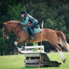 Horse image