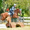 Horse image