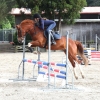 Horse image