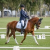Horse image