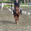 Horse image