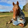 Horse image