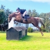 Horse image