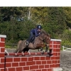 Horse image