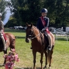 Horse image