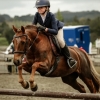 Horse image