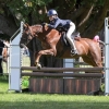 Horse image