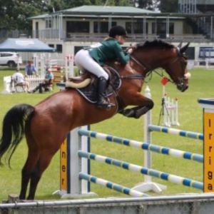 Horse for sale: FUN ALL-ROUNDER