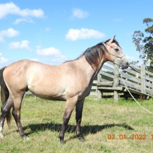 Horse for sale: Super Young Horse -Chacco Silver x TB