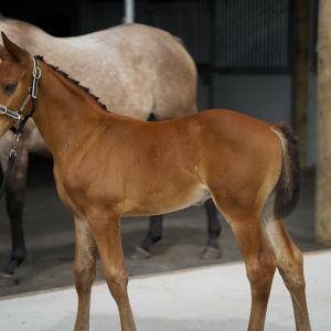 Horse for sale: Warmblood Foal