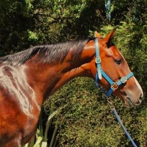 Horse for sale: Cachcassini II Mare
