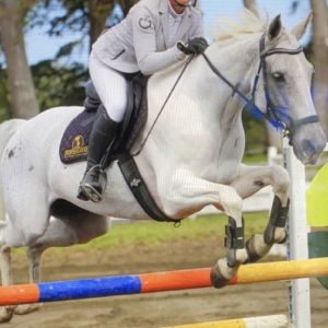 Horse for sale: Ultimate versatile first hack!