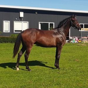 Horse for sale: Stunning Sporthorse Yearling gelding 