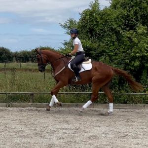 Incredibly TALENTED and EASY potential Eventer/SJ/Alrounder