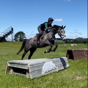 Horse for sale: Waitangi Visco - Lovely Young Mare 