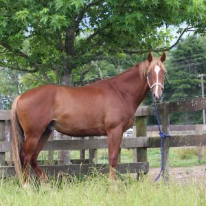 Horse for sale: Stunning Warmblood Gelding