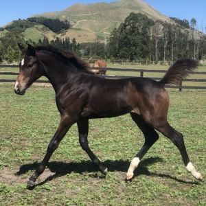 Horse for sale: Exquisite Conthalou filly