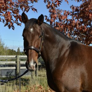 Horse for sale: Classic and Sophisticated Mare 
