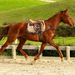 Horse for sale: Starlight Jakeeta