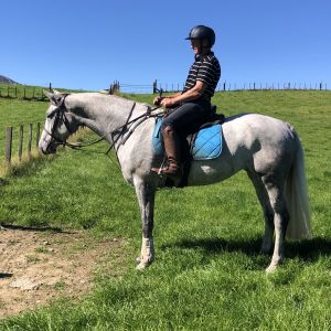 Horse for sale: Trevalda Mountain Empire 