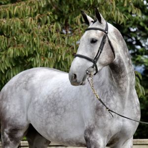 Horse for sale: Cash Xtreme