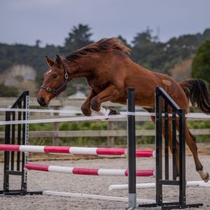 Horse for sale: Dressage or Jumping; Rising Two-Year-Old by Remi Lion King