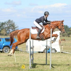 Horse for sale: Potential top JR / YR / Pro-Am 