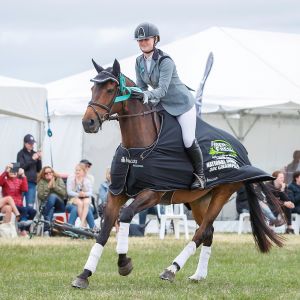 Top scoolmaster all-round horse