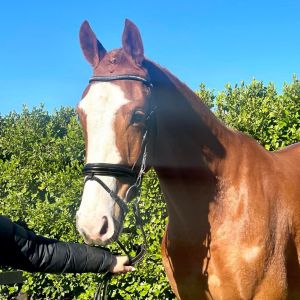 Horse for sale: Beautifully bred Xtreme Sporthorse