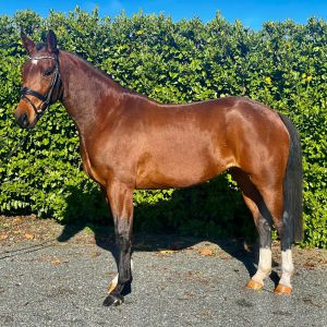 Horse for sale: Stunning Sporthorse by Eurosport Centavos video added 