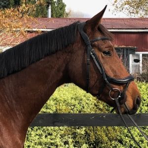Horse for sale: Exciting rising 4 yr old