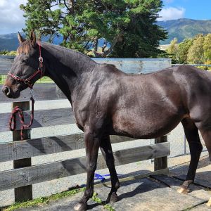 Horse for sale: Premium Hanoverian broodmare - relaxed quality mare