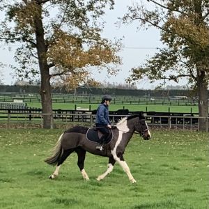 Stunning skewbald 4 yr old gelding - perfect to show or hunt