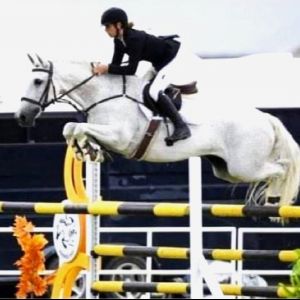Horse for sale: Fun and talented junior showjumper