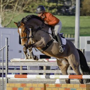 Scopey Young Warmblood 