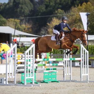 Horse for sale: 16.3hh, TB showjumper