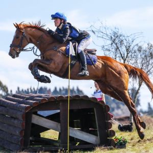 Horse for sale: The OLLTIMATE First Hack