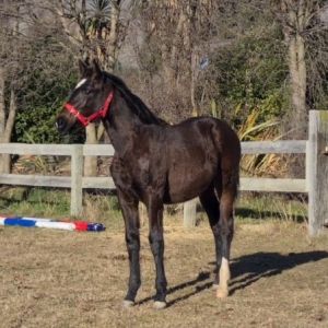 Horse for sale: Stunning Centavos x Lansing/TB Filly