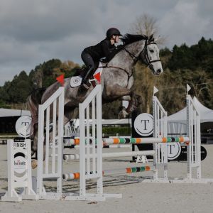 Horse for sale: ZF Chacco Rio - Super Star Jumper