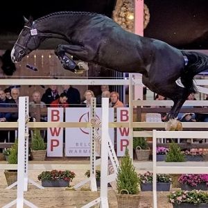 Horse for sale: Euro Sport Darco Obolensky X Voltaire 11 yearling 