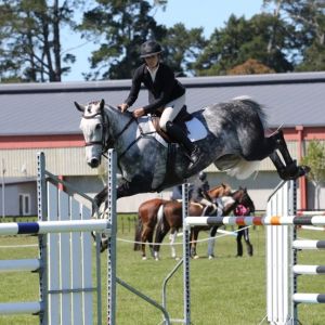 Horse for sale: Stunning Young Rider/Mini Prix Mount 